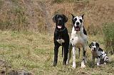 DOGUE ALLEMAND 943